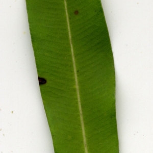Photographie n°30940 du taxon Nerium oleander L. [1753]