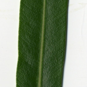 Photographie n°30958 du taxon Nerium oleander L. [1753]