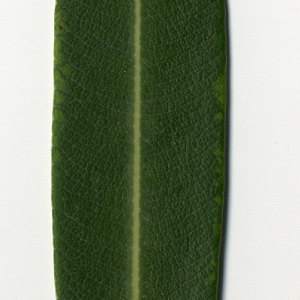 Photographie n°30960 du taxon Nerium oleander L. [1753]