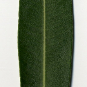 Photographie n°30961 du taxon Nerium oleander L. [1753]