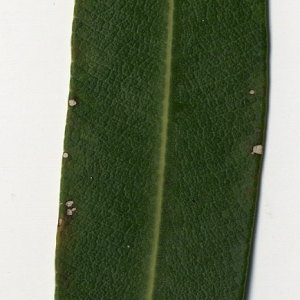 Photographie n°30962 du taxon Nerium oleander L. [1753]