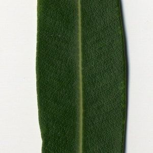 Photographie n°30963 du taxon Nerium oleander L. [1753]