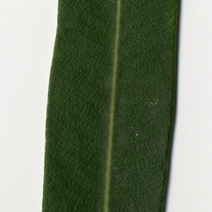 Photographie n°30964 du taxon Nerium oleander L. [1753]