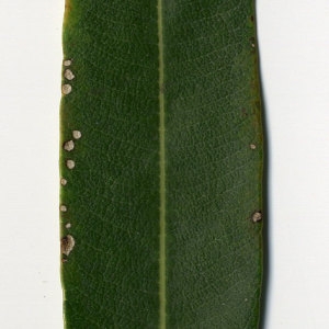 Photographie n°30965 du taxon Nerium oleander L. [1753]