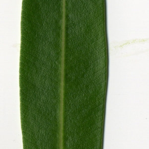 Photographie n°30966 du taxon Nerium oleander L. [1753]