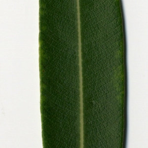 Photographie n°30970 du taxon Nerium oleander L. [1753]