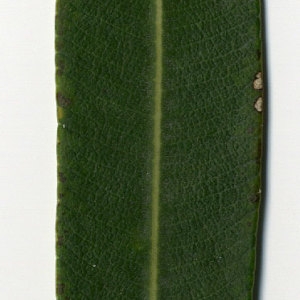 Photographie n°30975 du taxon Nerium oleander L. [1753]