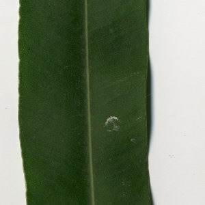 Photographie n°30983 du taxon Nerium oleander L. [1753]