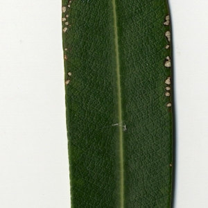 Photographie n°30988 du taxon Nerium oleander L. [1753]