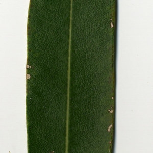 Photographie n°30989 du taxon Nerium oleander L. [1753]