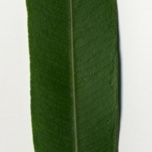 Photographie n°30990 du taxon Nerium oleander L. [1753]