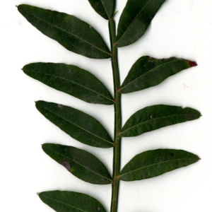 Photographie n°31081 du taxon Pistacia lentiscus L. [1753]