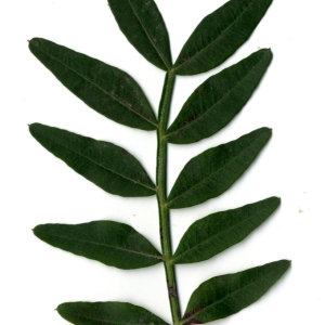 Photographie n°31087 du taxon Pistacia lentiscus L. [1753]