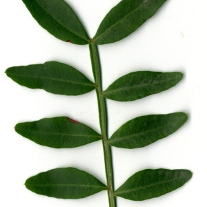 Photographie n°31092 du taxon Pistacia lentiscus L. [1753]
