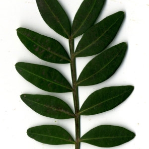 Photographie n°31095 du taxon Pistacia lentiscus L. [1753]