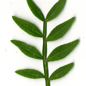 Photographie n°31103 du taxon Pistacia lentiscus L. [1753]