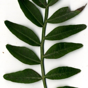 Photographie n°31104 du taxon Pistacia lentiscus L. [1753]