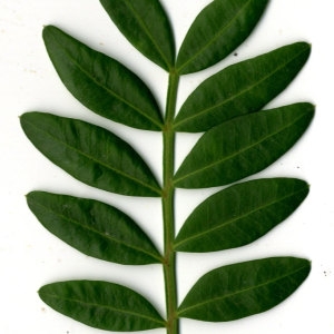 Photographie n°31112 du taxon Pistacia lentiscus L. [1753]
