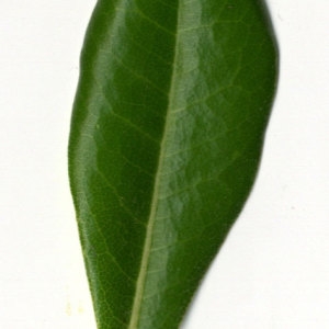 Photographie n°31147 du taxon Pittosporum tobira (Thunb.) W.T.Aiton [1811]
