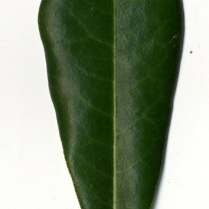 Photographie n°31149 du taxon Pittosporum tobira (Thunb.) W.T.Aiton [1811]