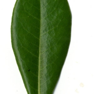 Photographie n°31166 du taxon Pittosporum tobira (Thunb.) W.T.Aiton [1811]
