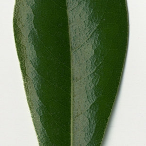 Photographie n°31192 du taxon Pittosporum tobira (Thunb.) W.T.Aiton [1811]
