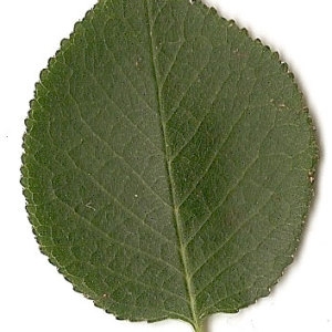 Photographie n°31275 du taxon Prunus mahaleb L. [1753]