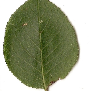 Photographie n°31281 du taxon Prunus mahaleb L. [1753]