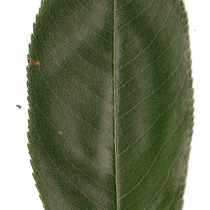 Photographie n°31300 du taxon Prunus spinosa L. [1753]