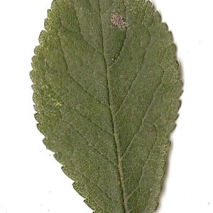 Photographie n°31326 du taxon Prunus spinosa L. [1753]
