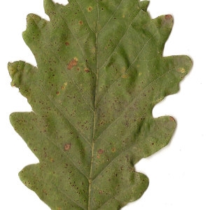 Photographie n°31329 du taxon Quercus petraea (Matt.) Liebl. [1784]