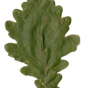 Photographie n°31330 du taxon Quercus petraea (Matt.) Liebl. [1784]