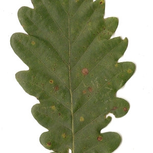 Photographie n°31331 du taxon Quercus petraea (Matt.) Liebl. [1784]