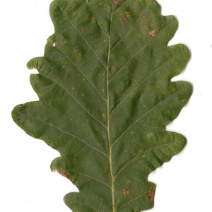 Photographie n°31332 du taxon Quercus petraea (Matt.) Liebl. [1784]