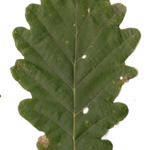 Photographie n°31334 du taxon Quercus petraea (Matt.) Liebl. [1784]