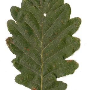 Photographie n°31336 du taxon Quercus petraea (Matt.) Liebl. [1784]