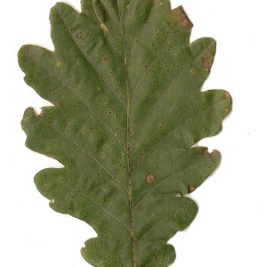 Photographie n°31338 du taxon Quercus petraea (Matt.) Liebl. [1784]