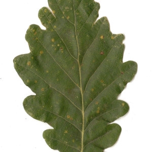 Photographie n°31339 du taxon Quercus petraea (Matt.) Liebl. [1784]