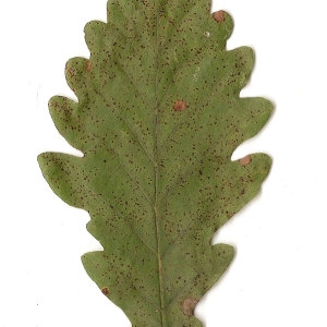 Photographie n°31341 du taxon Quercus petraea (Matt.) Liebl. [1784]