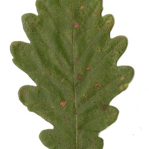 Photographie n°31342 du taxon Quercus petraea (Matt.) Liebl. [1784]