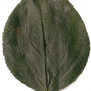 Photographie n°31367 du taxon Rhamnus cathartica L. [1753]