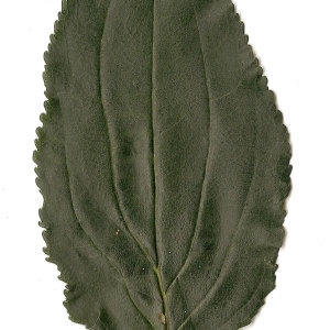 Photographie n°31371 du taxon Rhamnus cathartica L. [1753]