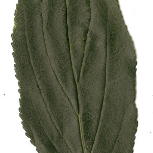 Photographie n°31374 du taxon Rhamnus cathartica L. [1753]
