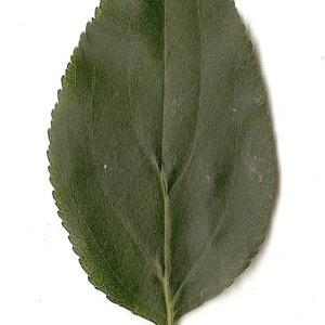 Photographie n°31375 du taxon Rhamnus cathartica L. [1753]