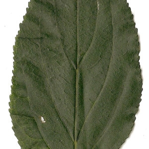 Photographie n°31379 du taxon Rhamnus cathartica L. [1753]