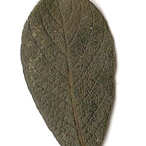 Photographie n°31419 du taxon Salix caprea L. [1753]
