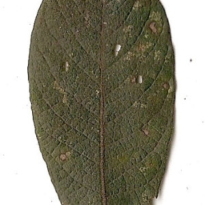 Photographie n°31420 du taxon Salix caprea L. [1753]