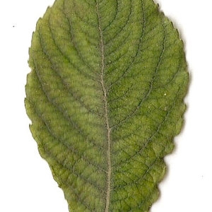 Photographie n°31422 du taxon Salix caprea L. [1753]