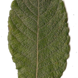 Photographie n°31423 du taxon Salix caprea L. [1753]