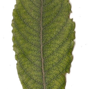 Photographie n°31424 du taxon Salix caprea L. [1753]